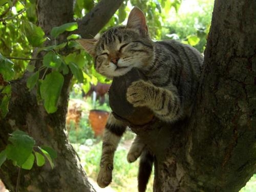 猫画像｜木の上でお昼寝