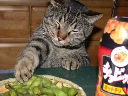 猫画像｜枝豆は塩分が多いから食べちゃダメ