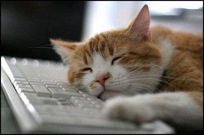 猫画像｜パソコンは疲れるにょ