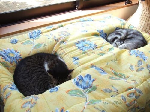 猫画像｜専用ベッド
