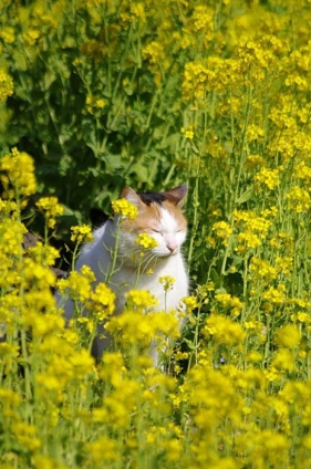 猫画像｜お花畑