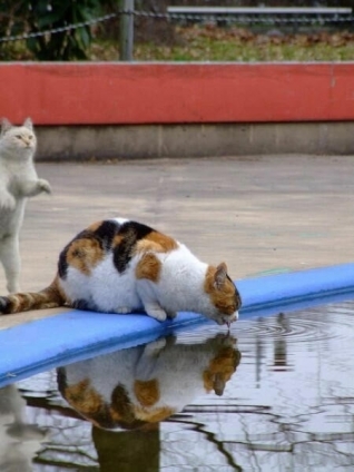 猫画像｜水飲み場