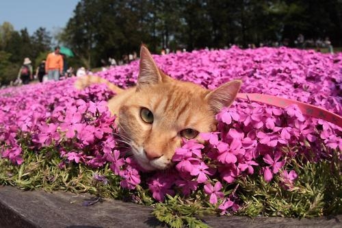 猫画像｜お花の布団