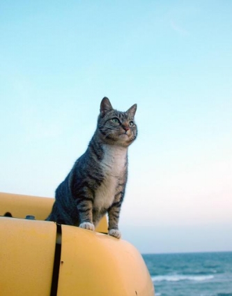 猫画像｜海の男