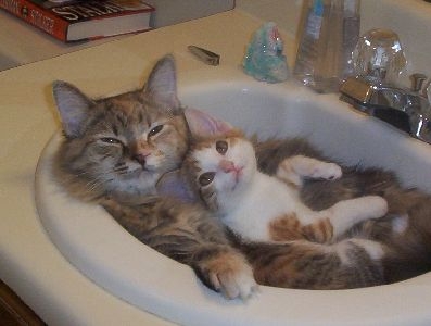 猫画像｜親子風呂