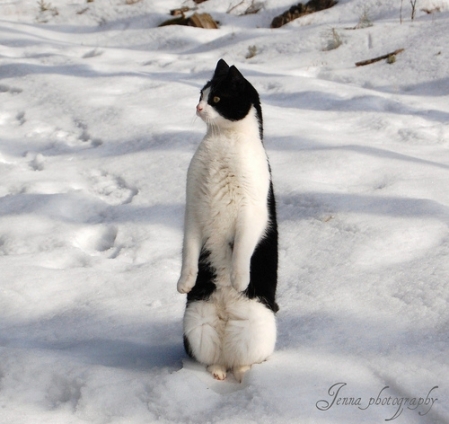 猫画像｜ペンギンの疑いのある猫 part.2