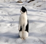 ペンギンの疑いのある猫 part.2