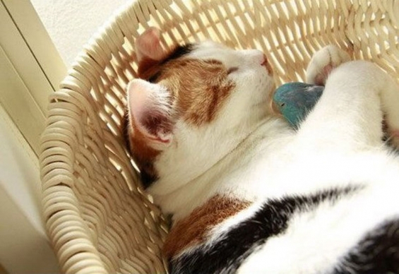 猫画像｜猫がインコを抱っこ寝！
