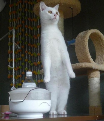 ネコジマン 立つ猫よりも手前の容器が気になる 猫画像 猫写真の投稿サイト