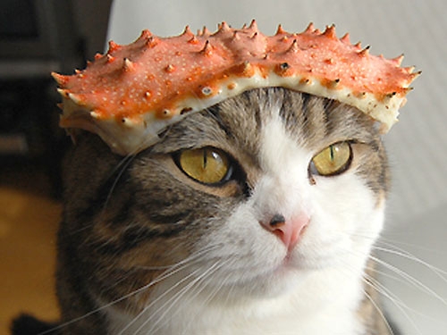 猫画像｜蟹の殻、乗せてみました