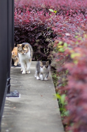 猫画像｜お出かけですか