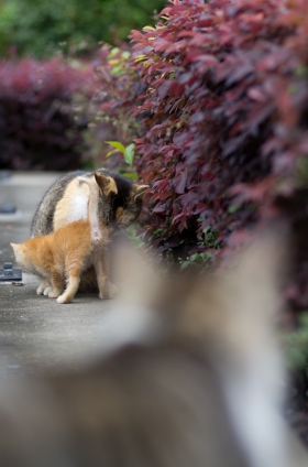 猫画像｜早く戻れば