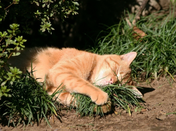 猫画像｜草が抱き枕