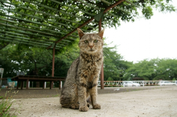 猫画像｜昼寝の邪魔したな