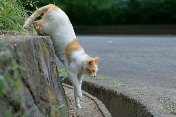 猫画像｜またいつか