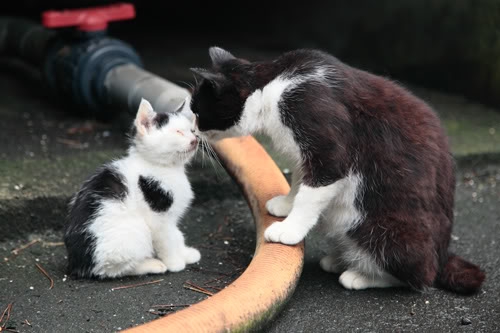 猫画像｜この線まで