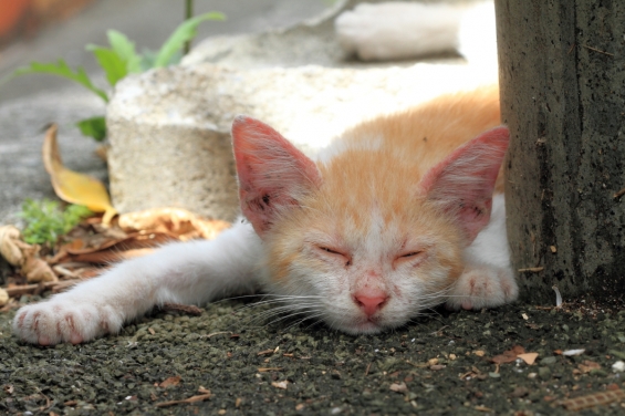 猫画像｜外は暑いよな