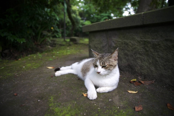 猫画像｜涼しい場所