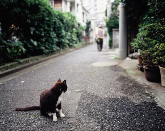 猫画像｜気になる