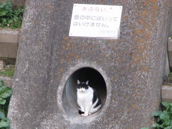 猫画像｜立ち入り禁止