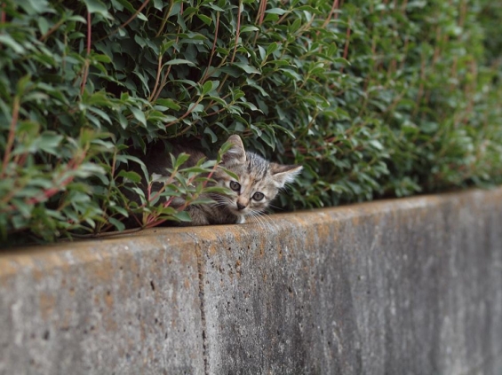 猫画像｜興味津々