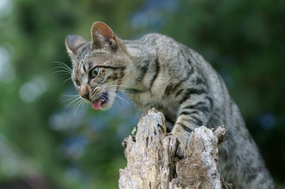 猫画像｜捕食者