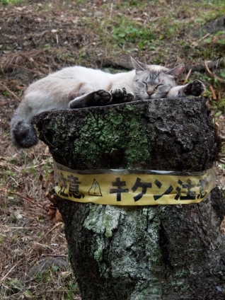 猫画像｜キケン