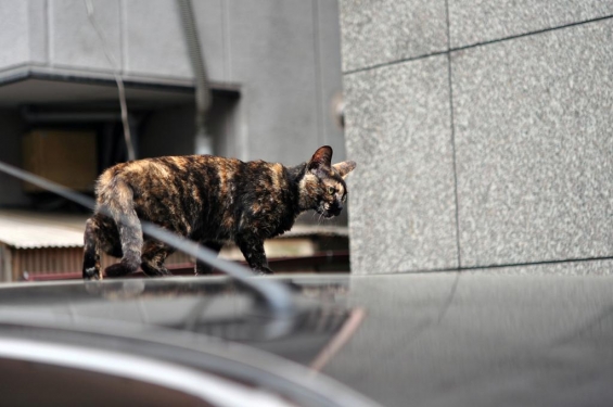 猫画像｜車上のサビ