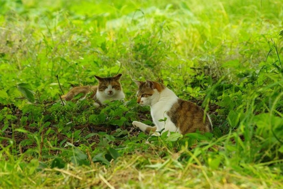 猫画像｜木陰で涼む