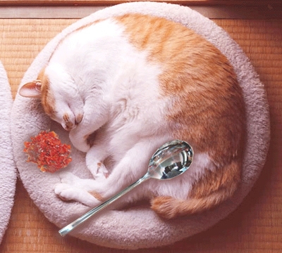 猫画像｜カレーニャイス