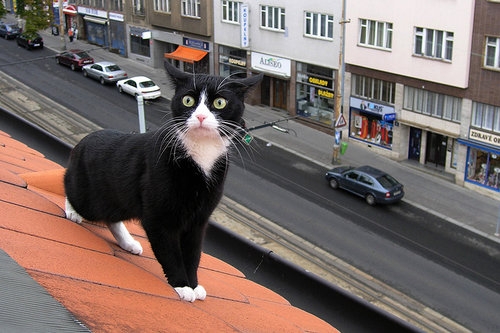 猫画像｜屋根の上のタキシード猫
