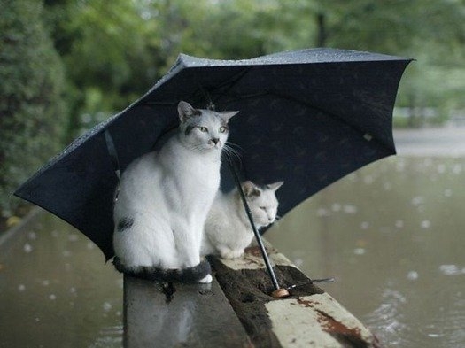 猫画像｜雨宿り