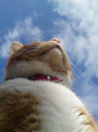 猫画像｜空が高い