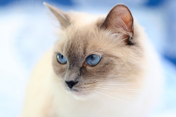 猫画像｜美しい青