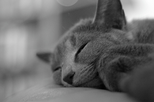 猫画像｜おやすみぃ