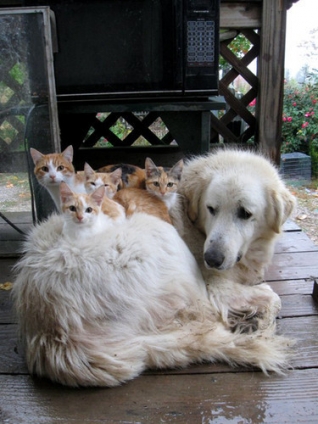 猫画像｜家族の肖像