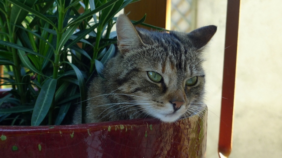 猫画像｜植木鉢はひやっこい