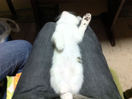 猫画像｜寝ながら手を上げて