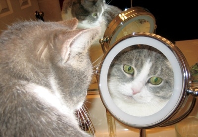 猫画像｜鏡よ鏡よ鏡さん