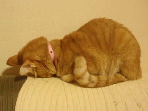 猫画像｜ゴメン寝