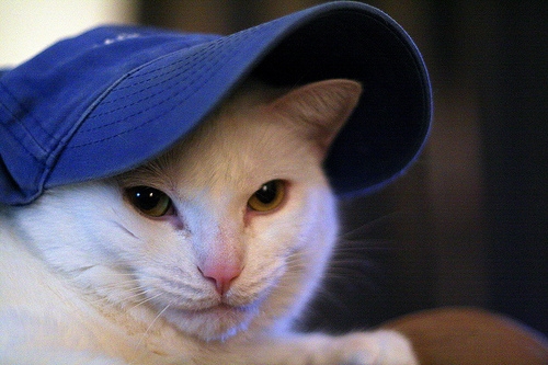 猫画像｜帽子ぬこ