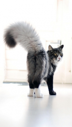 猫画像｜素敵な尻尾！