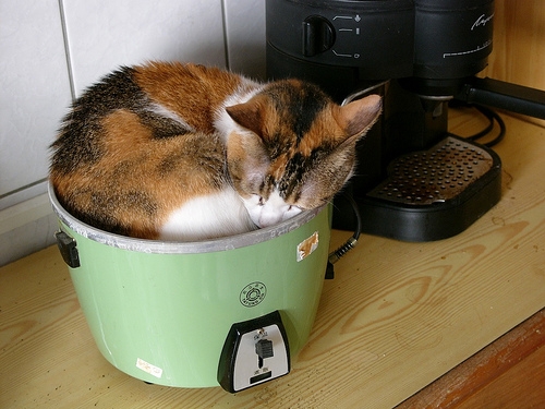 猫画像｜炊飯器の中で熟睡するぬこさま