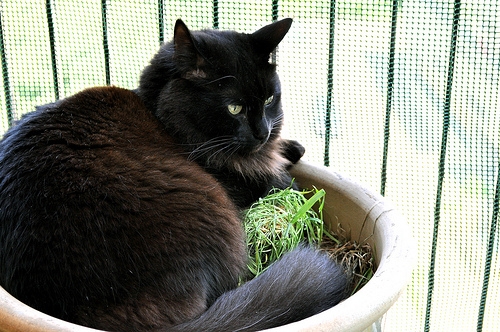 猫画像｜植木鉢で哲学するの巻