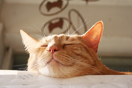 猫画像｜幸せだな～的寝顔