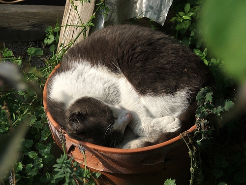 猫画像｜植木鉢deにゃンモナイト