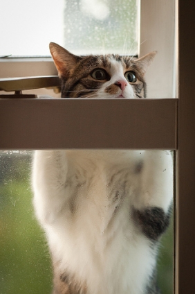 猫画像｜かーさん・・・窓もちょっと開けてください