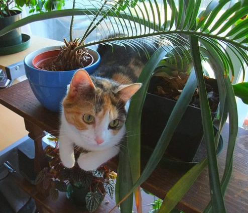 猫画像｜植木鉢の間で涼をとる