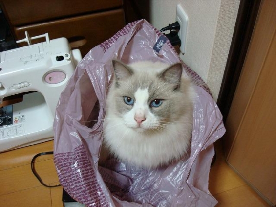 猫画像｜袋ごと運んで