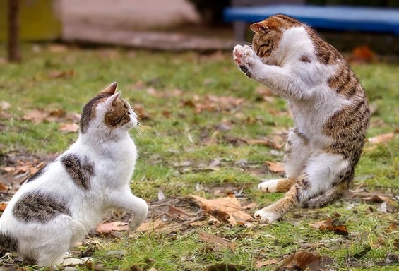 猫画像｜猫拳師弟の戦い